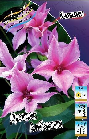 Купить оптом в Ботанике Клематис Дюшес Албании 2 шт