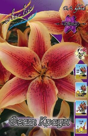 Купить оптом в Ботанике Лилия Фест Краун 5 шт