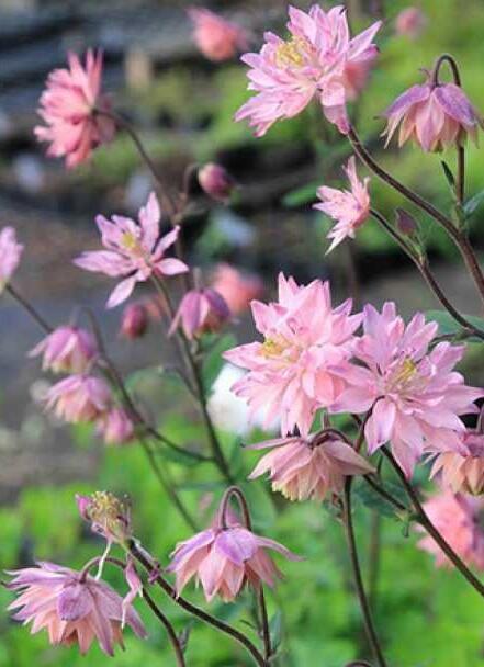 Купить оптом в Ботанике семена Аквилегия Барлоу роуз ССО бренд Сортсемовощ