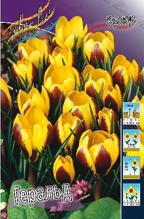 Купить оптом в Ботанике Крокус Геральд 7 шт