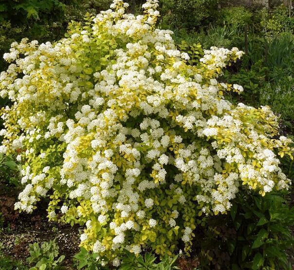 Купить оптом в Ботанике Спирея Вангутта Голд Фонтейн