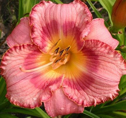 Купить оптом в Ботанике Лилейник Марта Фоучет 1 шт