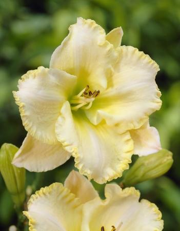 Купить оптом в Ботанике Лилейник Мунлит Каресс 1 шт