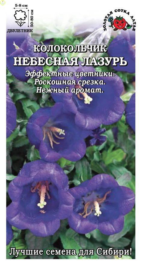 Купить оптом в Ботанике семена Колокольчик Небесная лазурь средний ЗС бренд Золотая сотка
