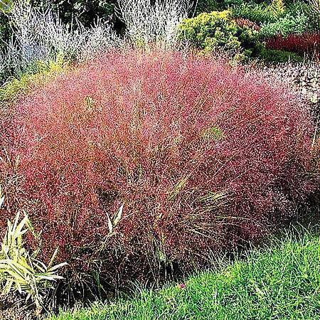 Купить оптом в Ботанике семена Эрагростис видная СиО бренд Сад и огород