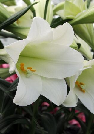 Купить оптом в Ботанике Лилия Глобал Виллидж 7 шт