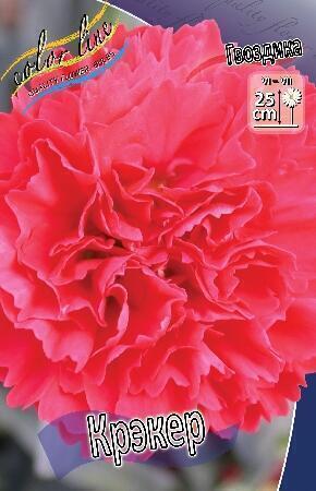 Купить оптом в Ботанике Гвоздика Крэкер 2 шт