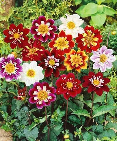 Купить оптом в Ботанике семена Георгина Денди смесь Мар бренд Марс