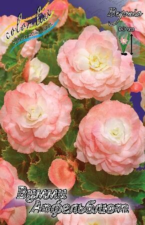 Купить оптом в Ботанике Бегония Вумми Апфельблют 5 шт