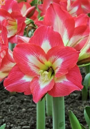 Купить оптом в Ботанике Амариллис Трес Белльс 1 шт