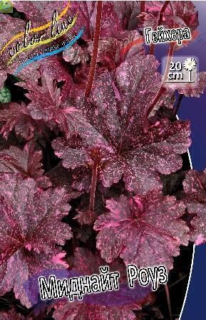 Купить оптом в Ботанике Гейхера Миднайт Роуз 25шт