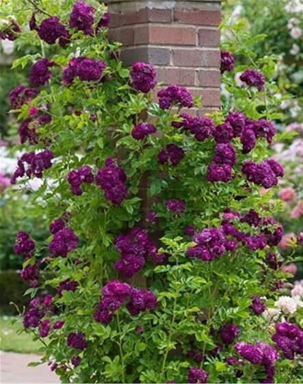 Купить оптом в Ботанике Роза Партикл 1 шт плетистая