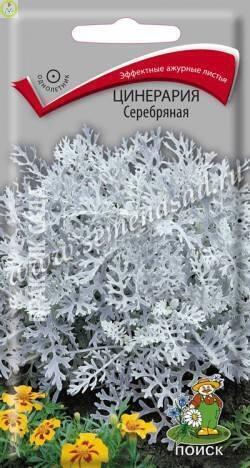 Купить оптом в Ботанике семена Цинерария Серебряная Поиск бренд Поиск