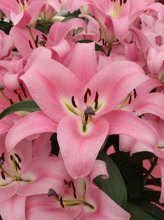 Купить оптом в Ботанике Лилия Пинк Палас 7 шт