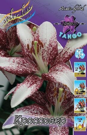 Купить оптом в Ботанике Лилия Кроссовер 5 шт