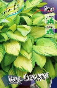 Купить оптом в Ботанике Хоста Голд Стандарт 2 шт