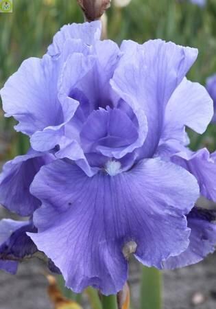 Купить оптом в Ботанике Ирис Брейкерс 1 шт 