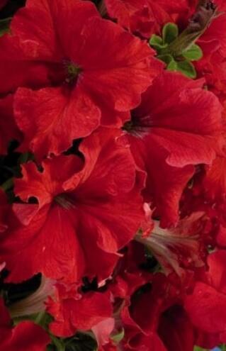 Купить оптом в Ботанике семена Петуния Аладдин красная F1 Ав бренд Ависта