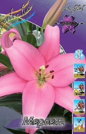 Купить оптом в Ботанике Лилия Метон 10 шт