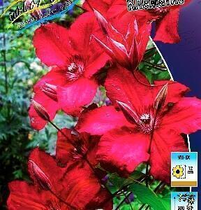 Купить оптом в Ботанике Клематис Кардинал Вышински Р9