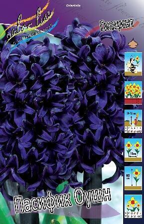 Купить оптом в Ботанике Гиацинт Пасифик Оушн 3 шт