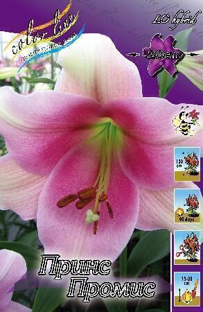 Купить оптом в Ботанике Лилия Принс Промис 7 шт