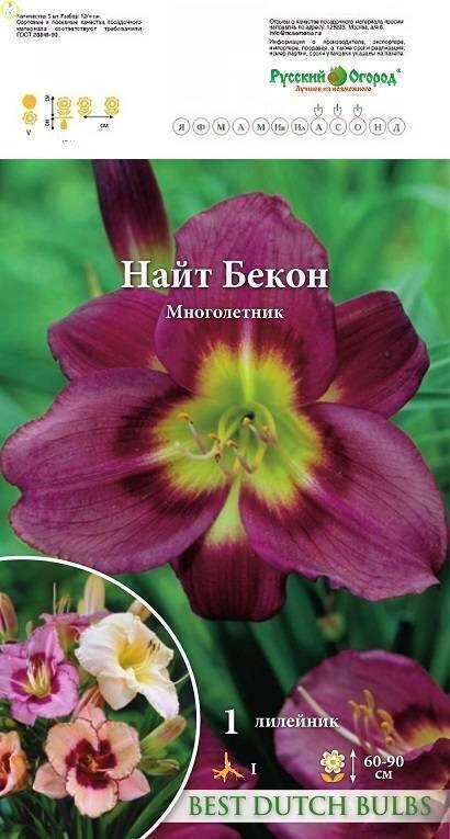 Купить оптом в Ботанике Лилейник Найт Бекон