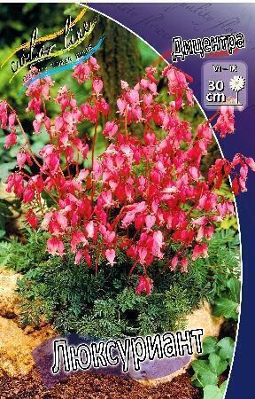 Купить оптом в Ботанике Дицентра Люксуриант 2 шт