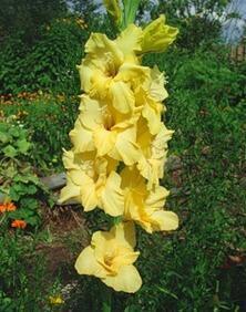 Купить оптом в Ботанике Гладиолус Лаймлайт 10 шт