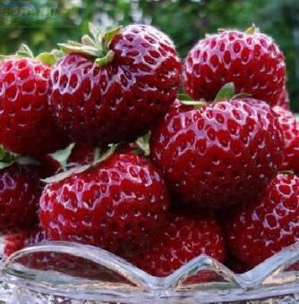 Купить оптом в Ботанике Земляника садовая Фрау Майз Шиндлер 5 шт