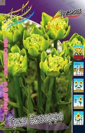 Купить оптом в Ботанике Тюльпан Грин Бизарре 8 шт