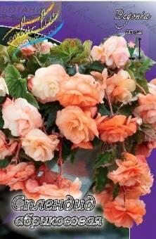 Купить оптом в Ботанике Бегония Сплендид абрикосовая 3 шт