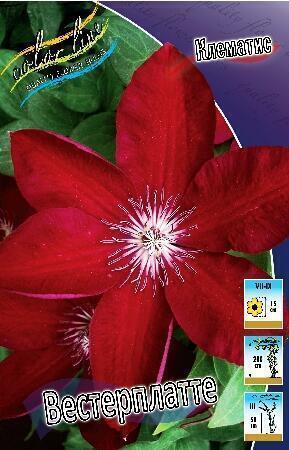 Купить оптом в Ботанике Клематис Вестерплатте 2 шт