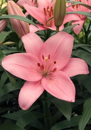 Купить оптом в Ботанике Лилия Теризина 5 шт