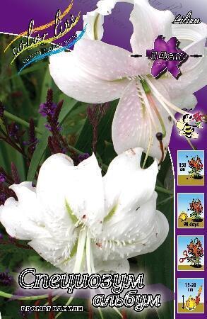 Купить оптом в Ботанике Лилия Специозум Альбум 6 шт