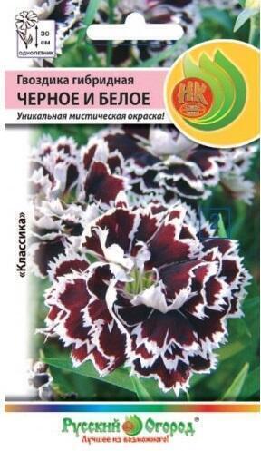 Купить оптом в Ботанике семена Гвоздика Черное Белое гибридная НК бренд НК