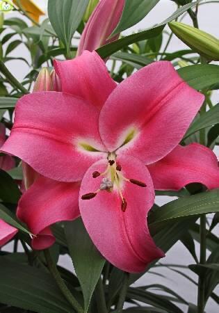 Купить оптом в Ботанике Лилия Робина 18/20 25шт