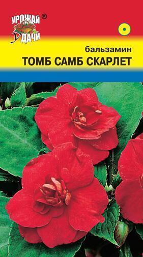 Купить оптом в Ботанике семена Бальзамин Том Самб Скарлет УУ бренд Урожай Удачи