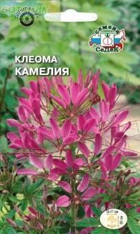 Купить оптом в Ботанике семена Клеома Камелия фиолетовая Сед бренд СеДеК