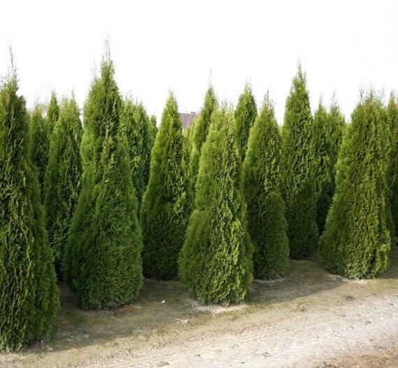 Купить оптом в Ботанике Туя западная Смарагд P9