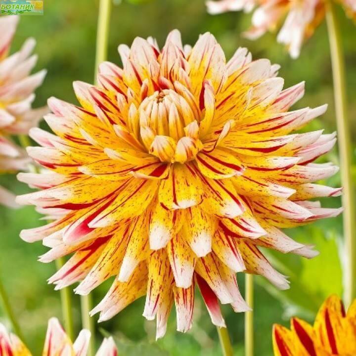 Купить оптом в Ботанике Георгина Вайнсом 1 шт бахромчатые