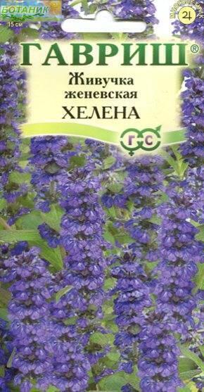 Купить оптом в Ботанике семена Живучка Женевская Гав бренд Гавриш