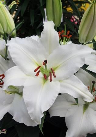 Купить оптом в Ботанике Лилия Салли 5 шт 