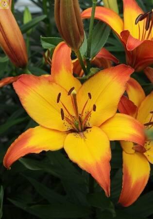 Купить оптом в Ботанике Лилия Канкан 5 шт