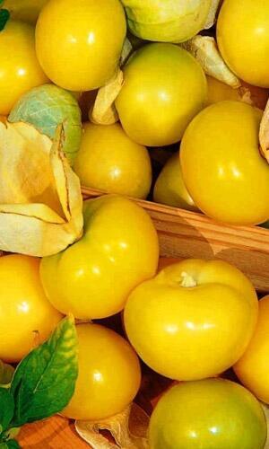 Купить оптом в Ботанике семена Физалис Кондитер УД бренд Уральский дачник