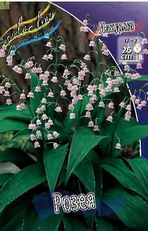 Купить оптом в Ботанике Ландыш Розея 50шт 