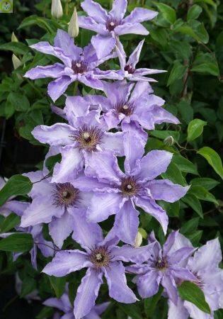 Купить оптом в Ботанике Клематис Миосотис 2 шт 