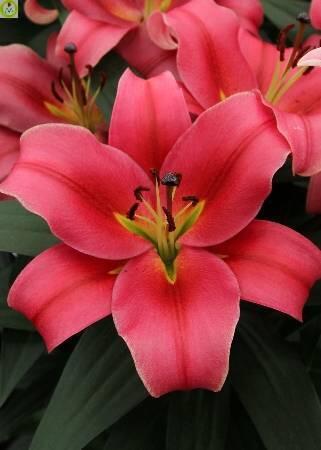 Купить оптом в Ботанике Лилия Импрато 18/20 25шт