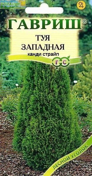 Купить оптом в Ботанике семена Туя западная Канди Страйп Гав бренд Гавриш