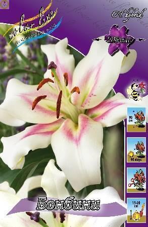 Купить оптом в Ботанике Лилия Бонбини 12/14 25шт